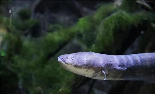 电鳗最新爆料视频,揭秘神秘事件内幕  第1张